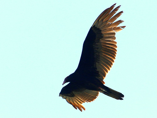 Turkey Vulture 20090322