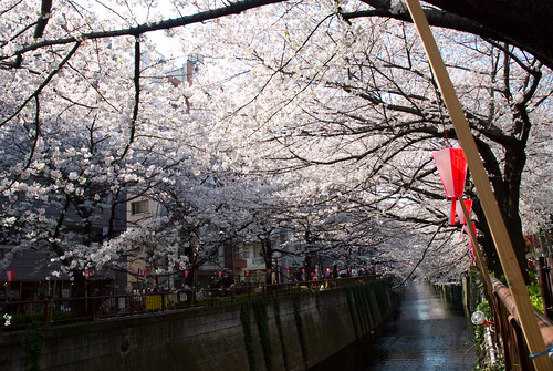 Los cerezos sobre el río. Naka Meguro. Sakura (4)