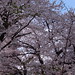 4月8日の桜