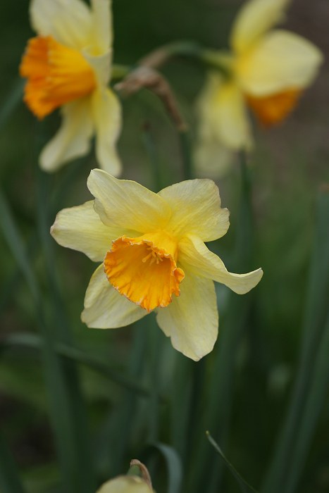 04-16-daffodils