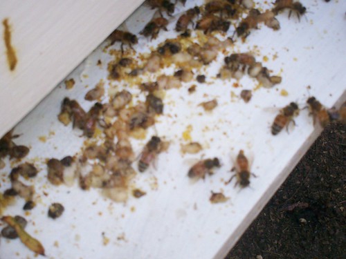 larvae outside the hive