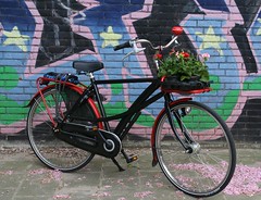 Geranium delivery by drooderfiets