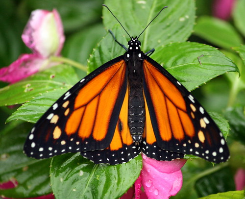 Lisbon Day 6 06 Monarch butterfly
