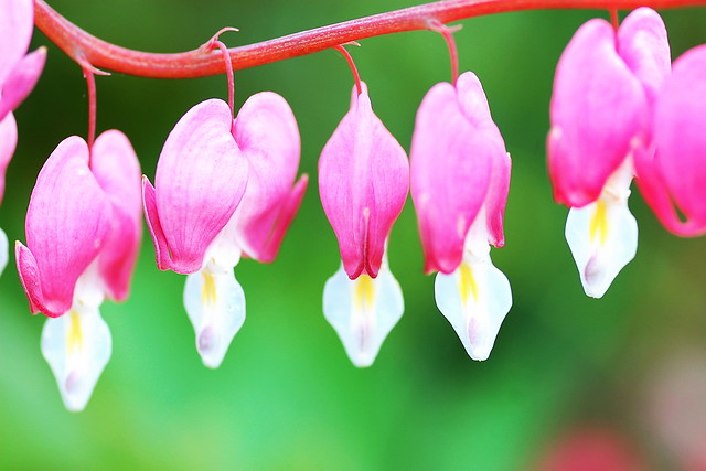 Close-up of five bleeding heart flowers; bright pink on a green background