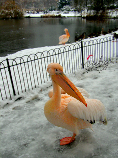 St james's park_11_pelican