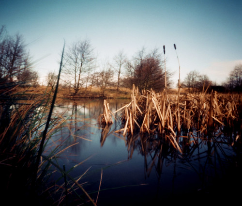 Reeds in pond Eglinton 20Mar09