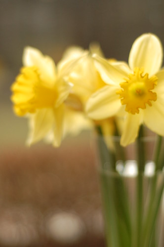 Daffodils from Canadian Cancer Society