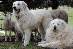Two livestock guardian dogs
