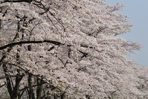 touring for Gunma (Cherry cherry-blossom viewing)