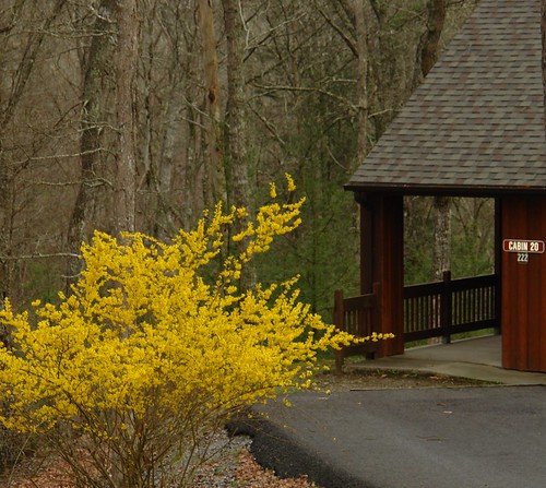 Forsythia at a Hungry Mother State Park Cabin