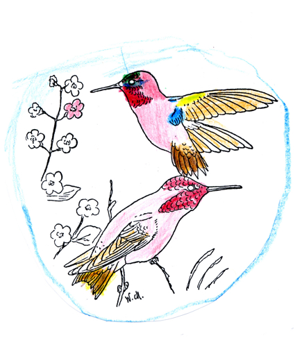 Rufous Hummingbird -- by JDBoy age 6