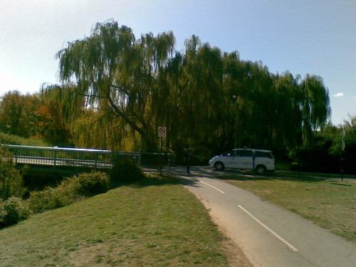 ANU evergreen willow in autumn