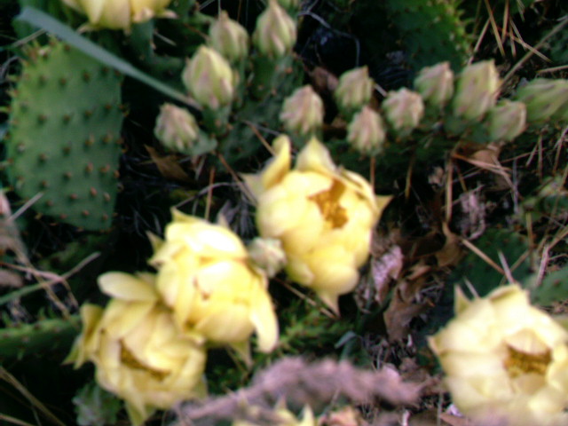 Cactus flowers and buds ii