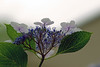 紫陽花(３)