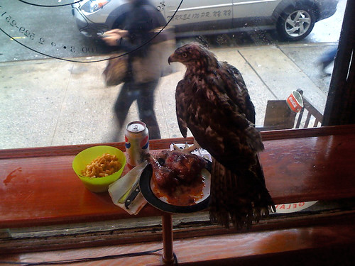 Hawk.  On my lunch.
