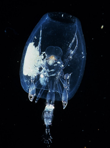 深海巧絨；中央研究院廖運志博士拍攝、亞太潛水展提供 