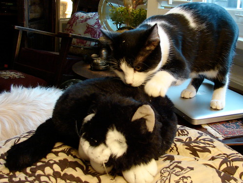 black & white kitten with toy cat