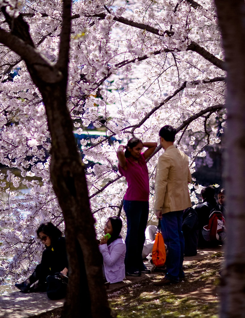Washington D.C. Cherry Blossoms (2 of 7)