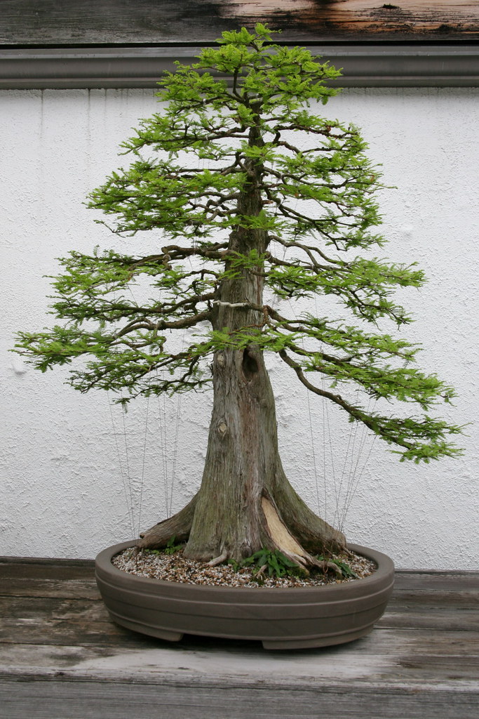Bald Cypress (Taxodium distichum) by cliff1066â„¢, on Flickr