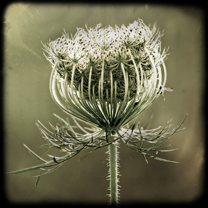Queen Anne's Lace TTV