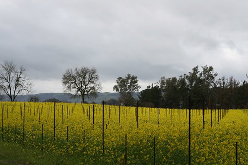 Early Spring in Sonoma