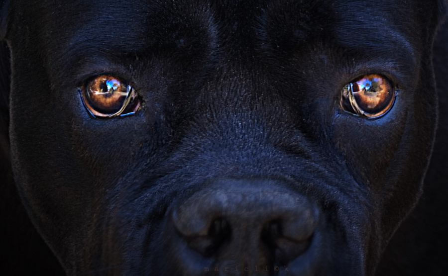 Le regard suppliant du chien noir