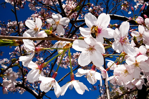 Bee & Cherry Bloom (by Phanix)