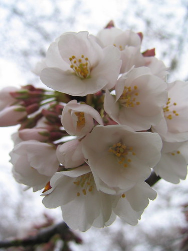 Cherry Blossoms '09