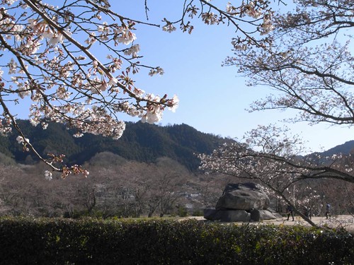 2009年-桜＠明日香村