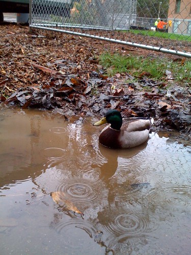 Duck on campus