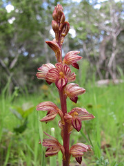 an orchid - striped coralroot