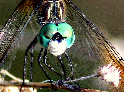 Dragonfly Face 20090416