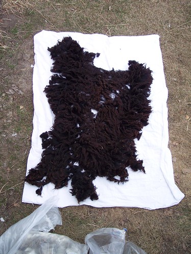 Velvet (Shetland lamb, black)
