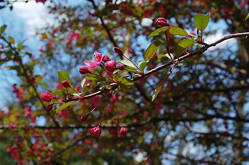 Signs o' Spring - Cherry Blossoms.