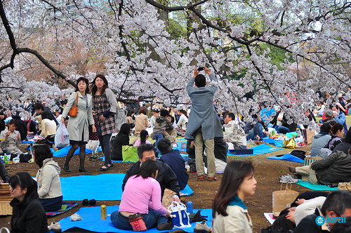 flor sakura hanami 2009 tokyo tokio japan japon 