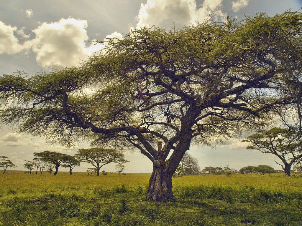 Dia quinto - 8 de mayo - Sentir el Serengeti - En busca de la gran migración (3)