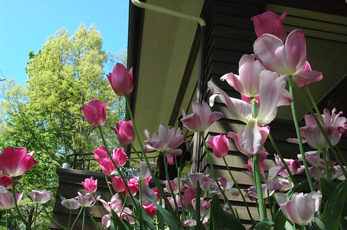 Tulips at the house