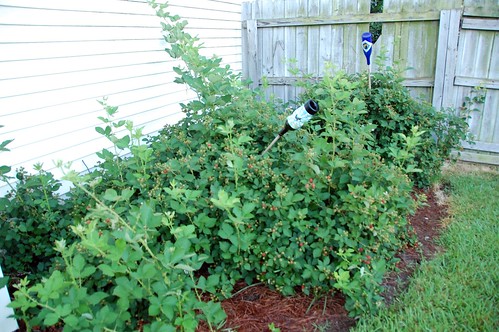 the blackberry patch