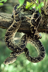 Cuban_boa (RAStr) Tags: reptile snake cuba boa rptil ca