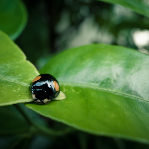 Ladybug in My Garden