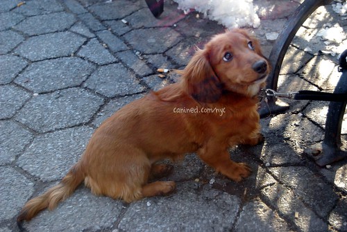 long haired dachshund black and tan. Long+haired+weiner+dog+
