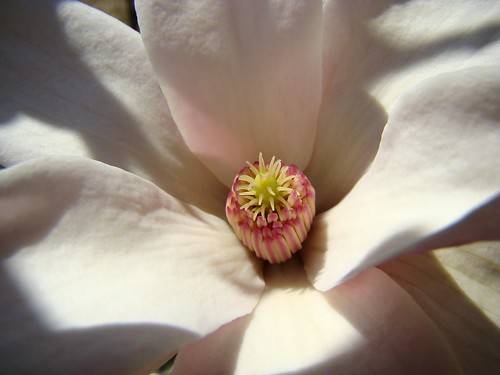 magnolia tree blossom. These Light Pink Blooms were