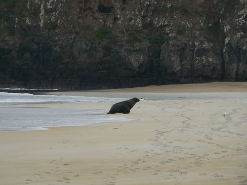 Lion de mer Sand Beach Nouvelle Zelande #10