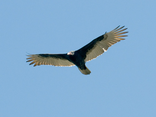 Turkey Vulture at Galiano by dwboyd.