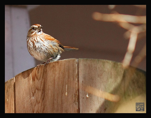 Spring scene in my garden today..song sparrow keeps an eye on me