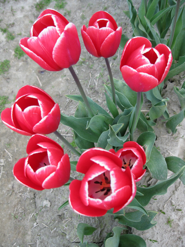 Tulips5