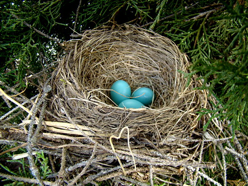 430 Robin nest