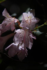 Rhododendron backlit