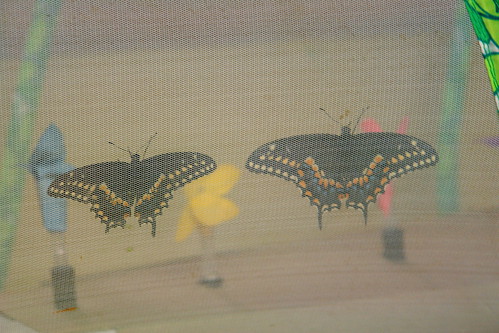 Male and Female Black Swallowtails