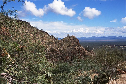 Hillside of saguaro